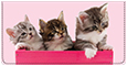 Precious Kittens Checkbook Cover